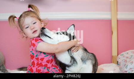 Little caucasian toddler girl playing with a pet dog Siberian Husky. Dog kissing child Stock Photo