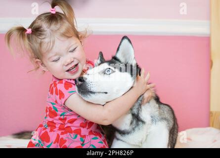 Little caucasian toddler girl playing with a pet dog Siberian Husky. Dog kissing child Stock Photo