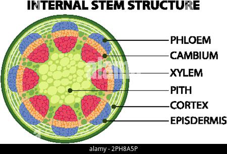 Internal structure of stem diagram illustration Stock Vector Image ...