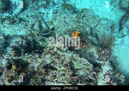 A coral reef in Moalboal, Cebu in the Philippines with a black and white sea snake in focus. Stock Photo