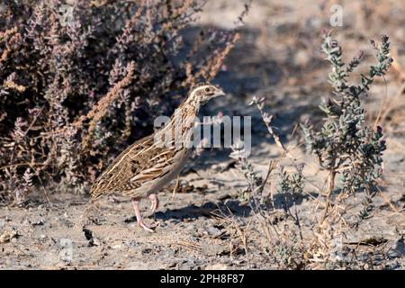 Common quail or Coturnix coturnix or European quail observed in Rann of Kutch in Rajasthan, India Stock Photo