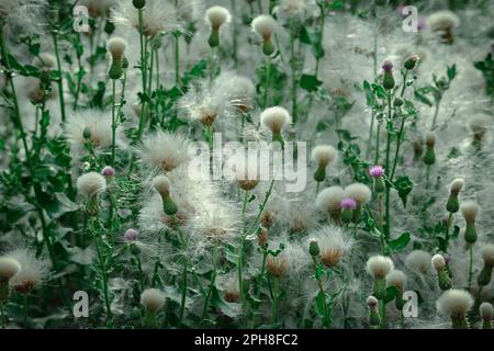 Lush bull thistle swaying in the wind along the river in Kashgar, Xinjiang Stock Photo