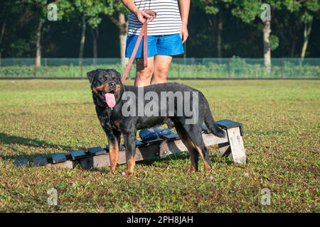 Portrait of handsome Rottweiler dog standing on the field. Stock Photo