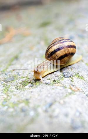 A large snail crawls on a gray stone close-up. Stock Photo