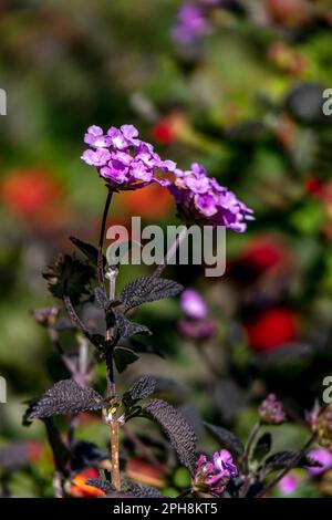 Colorful flowers Lantana plant close up on blurry background. Selective focus Stock Photo