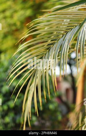 Nature of green leaf in garden at summer. Natural green leaves plants using as spring background cover page greenery environment ecology wallpaper Stock Photo