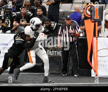 Bay Area Panthers IFL Team Branding & Launch