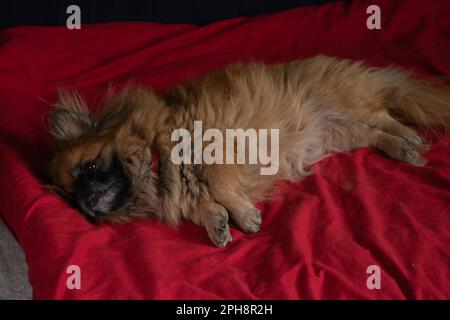 red-haired Pekingese sleeping on a red blanket on the bed in the bedroom, sleeping dog Stock Photo