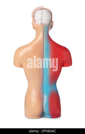 Human anatomy mannequin showing brain and muscles isolated on white Stock Photo