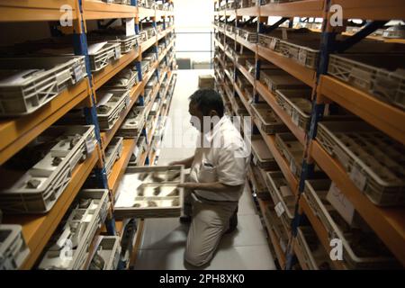 Fachroel Aziz, a research professor in vertebrate paleontology, is working at fossil storage room at the office of Vertebrate Research, Geological Agency, Indonesian Ministry of Energy and Mineral Resources, which is located in Bandung, West Java, Indonesia. Stock Photo