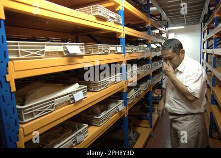 Fachroel Aziz, a research professor in vertebrate paleontology, is working at fossil storage room at the office of Vertebrate Research, Geological Agency, Indonesian Ministry of Energy and Mineral Resources, which is located in Bandung, West Java, Indonesia. Stock Photo