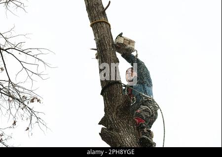 Ivano-Frankivsk, Ukraine, December 15, 2022: a male arborist cuts a tree in a rural area, close-up against the sky, hand saw of the company Shtil. Stock Photo