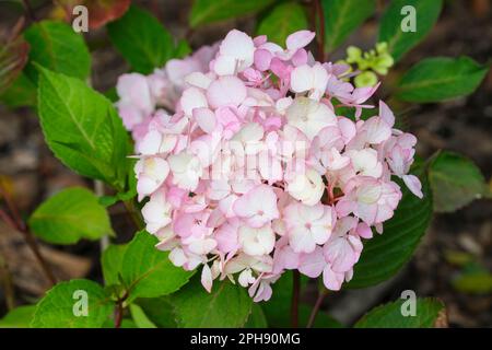 Hydrangea Preziosa, Hydrangea serrata Preziosa, clusters of rose-pink sterile flowers, Stock Photo