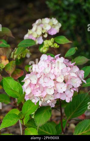Hydrangea Preziosa, Hydrangea serrata Preziosa, clusters of rose-pink sterile flowers, Stock Photo