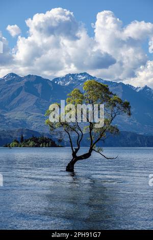 The 'Wanaka Willow', Lake Wanaka, South Island, New Zealand Stock Photo