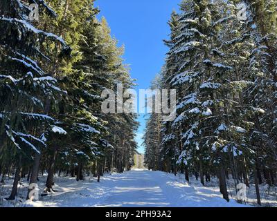 Snowy forest path lined with tall pine trees under a clear blue sky in northern Sweden Stock Photo