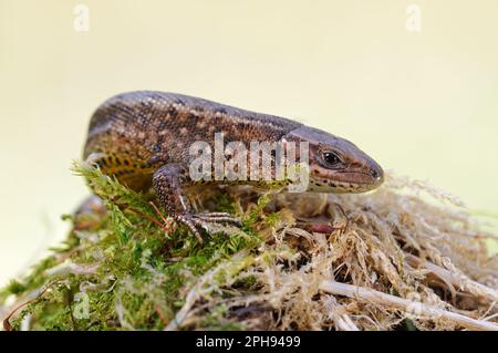 in spring... Wood lizard *Zootoca vivipara* sunbathes on a tree stump overgrown with moss Stock Photo