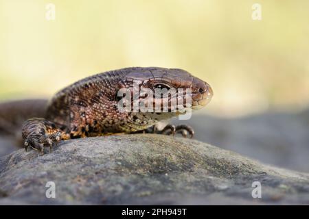 Portrait... Viviparous Lizard ( Zootoca vivipara ), detailed closeup. Stock Photo