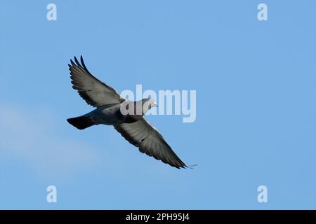 Feral pigeon Columba livia domestica in flight , flying with spread wings in the clear blue sky, closeup. Trencin, Slovakia. Stock Photo