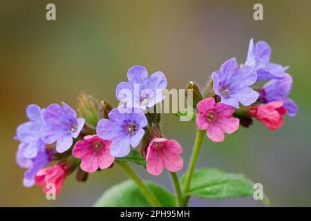 Common lungwort, Pulmonaria officinalis flowers, closeup. Medicinal plant, herb. Blurred background, copy space. Beckov, Slovakia Stock Photo