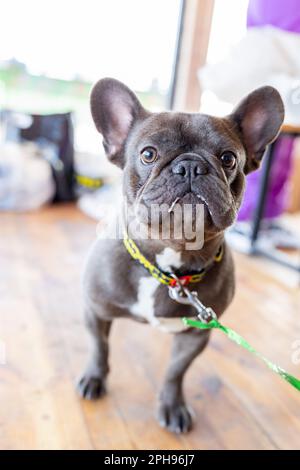 portrait of a gorged french bulldog. Purebreed bulldog standing Stock Photo