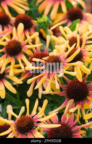 Echinacea Sunseekers Tequila Sunrise, two-tone golden-yellow flowers with heavily flushed orange-red centres Stock Photo