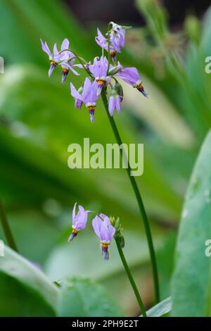 Dodecatheon pulchellum, Dodecatheon salinum, herbaceous perennial umbels of rosy-purple flowers Stock Photo