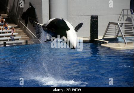 Vereinigte Staaten. 24th Mar, 2023. firo, 1991 archive image, archive photo, archive, archive photos football, soccer, WORLD CUP 1994 USA, 94 country and people, preliminary report Sea World, Florida, Orlando, killer whale, orca, show, cruelty to animals, highlight Credit: dpa/Alamy Live News Stock Photo