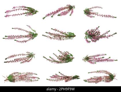 Heathers with beautiful flowers on white background, collage Stock Photo