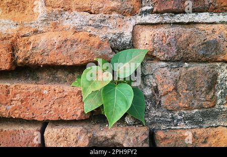 Small Bodhi Tree Growing on the Historic Brick Wall of Archaeology Site in Ayutthaya, Thailand Stock Photo