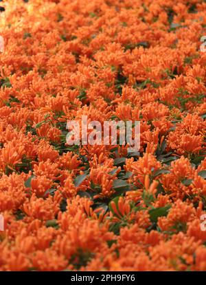 Flower Orange trumpet vine (Pyrostegia venusta) Stock Photo