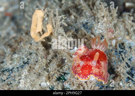 Chromodoris reticulata nudibranch and egg mass. Lembeh Strait, North Sulawesi, Indonesia Stock Photo