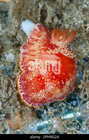 Chromodoris reticulata nudibranch. Lembeh Strait, North Sulawesi, Indonesia Stock Photo