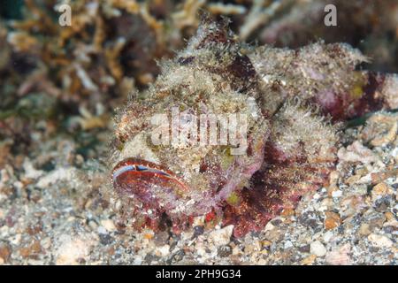 Flasher scorpionfish (Scorpaenopsis macrochir) Lembeh Strait, North Sulawesi, Indonesia Stock Photo