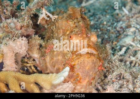 Painted frogfish (Antennarius pictus) Lembeh Strait, North Sulawesi, Indonesia Stock Photo