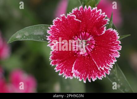 China Pink flower, pink Dianthus flowers (Dianthus chinensis) or Rainbow Pink flower in natural field on the sunny day. Dianthus caryophyllus flower Stock Photo