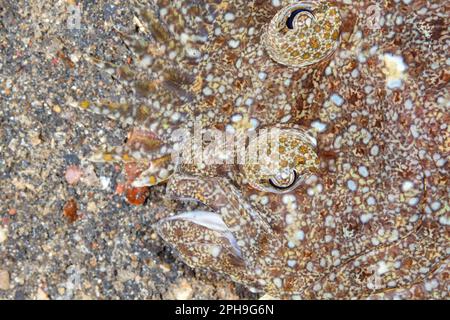 Peacock flounder (Bothus mancus) Lembeh Strait, North Sulawesi, Indonesia Stock Photo