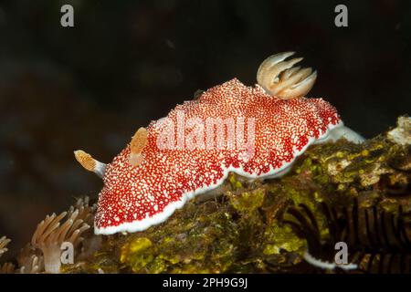 Chromodoris reticulata nudibranch. Lembeh Strait, North Sulawesi, Indonesia Stock Photo