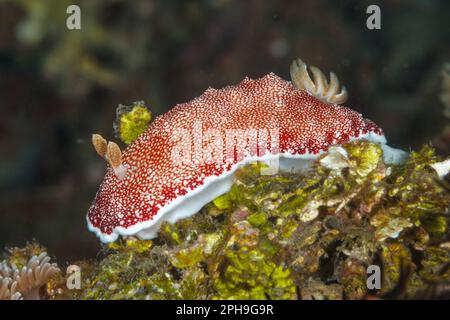 Chromodoris reticulata nudibranch. Lembeh Strait, North Sulawesi, Indonesia Stock Photo