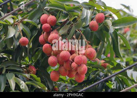 Lychee fruit. Lychee is the sole member of the genus litchi in the soapberry family, sapindaceae. Stock Photo