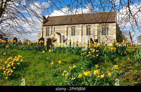 A view of the Church of St Nicholas in springtime with daffodils in North Norfolk at Dilham, Norfolk, England, United Kingdom. Stock Photo
