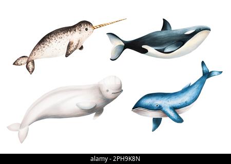 Watercolor narwhal with long tusk, blue whale, beluga and killer whale isolated on white background. Hand painting realistic Arctic and Antarctic Stock Photo