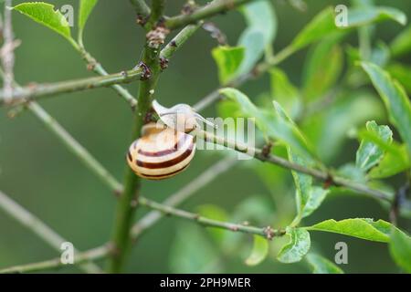 little snail on a sheet, grass in the beautiful nature Stock Photo