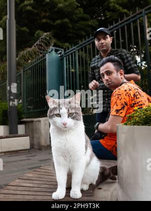 Picture of a cat, sitting and posing in the streets in Istanbul, Turkey, known for its respect for cats, in front of turkish men. Stock Photo
