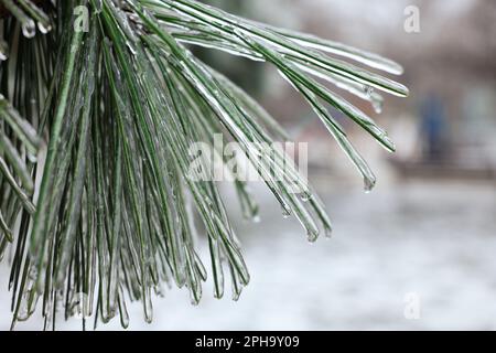 Pine branch in ice glaze outdoors on winter day, closeup Stock Photo