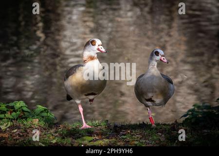 Picture of an egyptian goose standing on one leg in Maastricht, Netherlands. Egyptian goose is a member of the duck, goose, and swan family Anatidae. Stock Photo