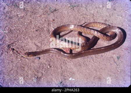 spectacled cobra (Naja naja), saw-scaled viper (Echis carinatus), Russell's viper (Daboia russelii) and common krait (Bungarus caeruleus). Stock Photo