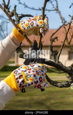 Unrecognizable woman pruning fruit trees. Hand with pruning shears detail. Springtime gardening jobs. Stock Photo