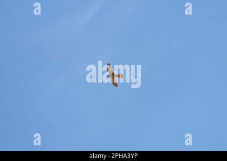 beautiful specimen of eagle on the background of the blue sky Stock Photo