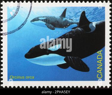 Killer whales on canadian postage stamp Stock Photo